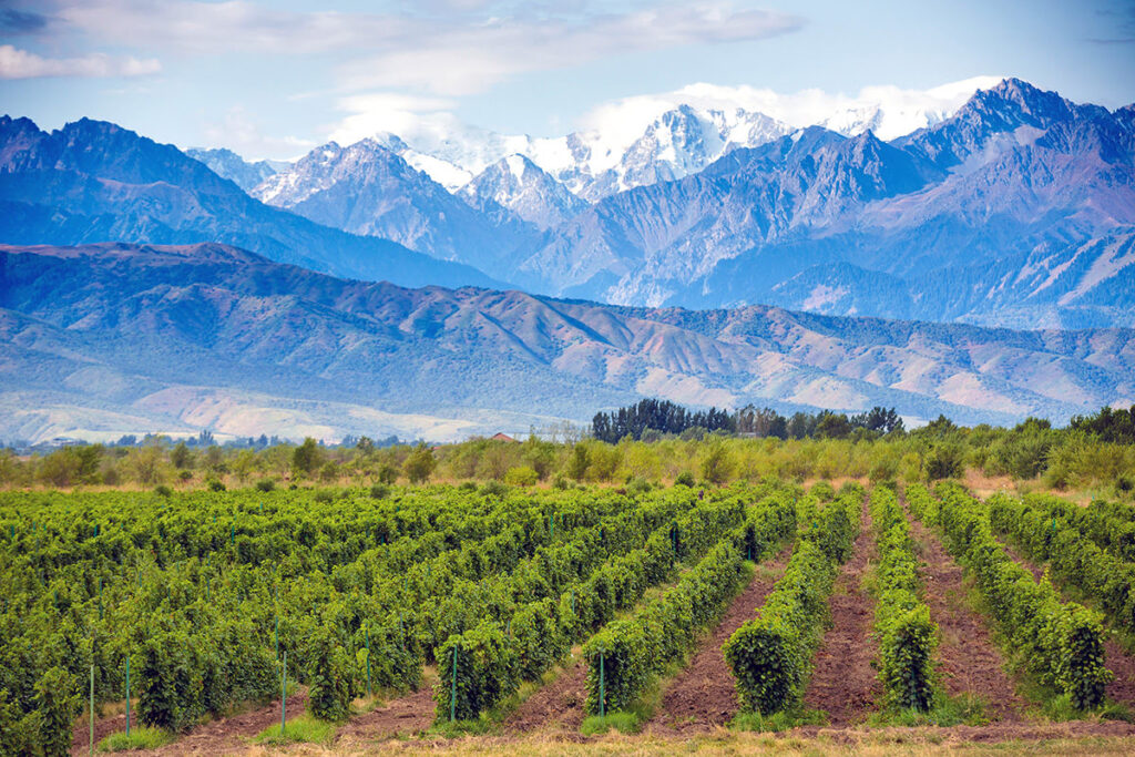 Mendoza: Where Investment Blooms in its Renowned Vineyards